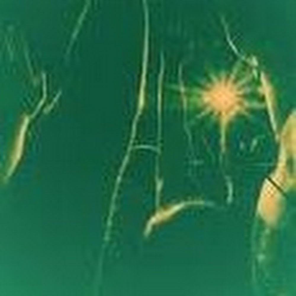 Meet your Posher, Valentina